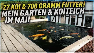 27 Koi und 700 Gramm FUTTER! Mein GARTEN und KOITEICH im MAI!