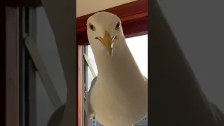 My Pet Seagull comes all the way inside!