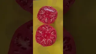 Коллекционные сорта томатов Большой Зак красный, Гордость Сибири.