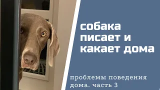 Как отучить собаку писать и какать дома?