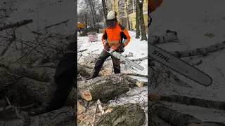 Stihl ms 462 в деле🔥 #chainsawman #arboristika #arboristlife #stihl #husqvarna #treework #вальщик