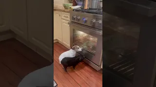 Small dog and mini pig hang out by the warm oven