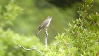 Olive-Tree Warbler (Hippolais olivetorum) 10/5/2013, Turkey