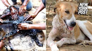 Dog trapped in tar is rescued by good Samaritans