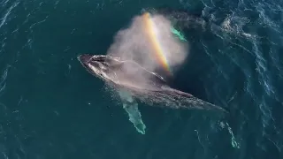 Beautiful Humpback Whales