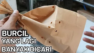 BURUNG KECIL YANG LAGI BANYAK DICARI KARENA SUARANYA MERDU | UNBOXING BURUNG KEBON...