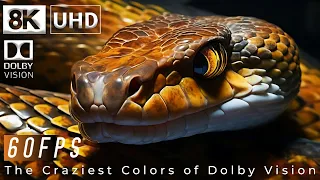 The Craziest Colors of Dolby Vision HDR 8K 60FPS - Dolby Atmos