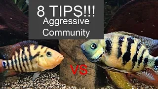 8 TIPS!! To keeping an Aggressive Community Tank of South / Central American Cichlids!! SHOWDOWN