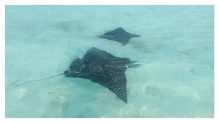 Hondaafushi, Ein paar Highlights von über Wasser in bewegten Bildern 😃