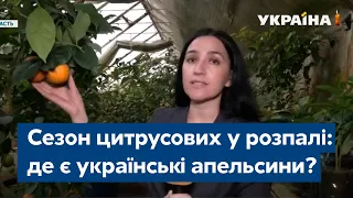 Сезон цитрусових у розпалі: чи можна знайти українські апельсини?