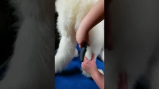 Livestock Guardian Dog Grooming Tools