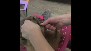 Double braided buns hairstyle. Два пучка из французских косичек - прическа