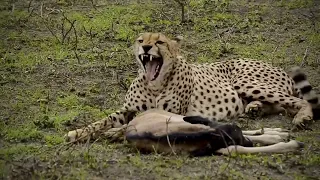 Cheetah With Wildebeest baby