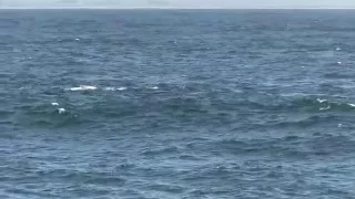 4/5/16 Killer Whales prey on Gray Whale calf