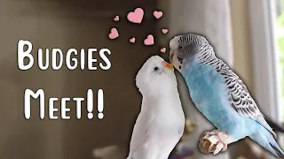 Two Budgies Meeting (FIRST TIME!) | Introducing Parakeets To Each Other | Sugar and Berry!