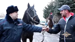 В Красноярском крае полицейские вернули заводчику сбежавших лошадей