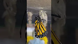 Monarch Butterfly Eclosing From Chrysalis