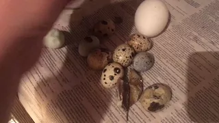 Что делать, перепела несут яйца с мягкой скорлупой? Soft shell
