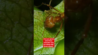 Leafcutter Ants are Fantastic Farmers | Deep Look #Shorts