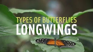 Longwing Butterflies