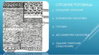 Анатомия органа зрения