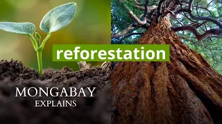 What is reforestation? | Mongabay Explains