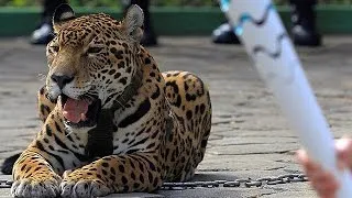 Rio 2016: Jaguar shot dead at Olympic torch ceremony