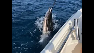 Huge Sailfish in Stuart, FL