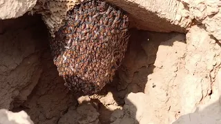 How to take honey from the mountain          پہاڑ سے شہد اتارنے کا طریکا