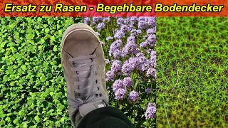 Alternative zu Rasen - Begehbare pflegeleichte Bodendecker / Trittfeste Bodenecker als Rasenersatz