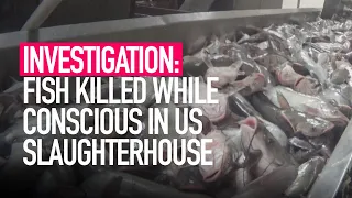 Investigation: Animals Killed While Conscious at US Catfish Slaughterhouse