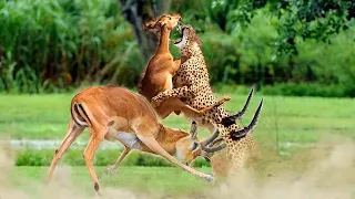 Most Incredible ! Tragic death Impala before Cheetah | Cheetah attack eat live Baby Deer | Wildlife