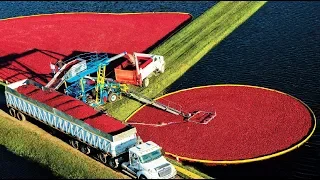 Awesome Fruit Harvest in Water - Cranberry Cultivation and Processing - Cranberry Farm and Harvest