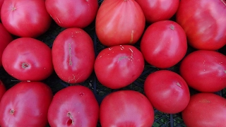 Смотреть всем любителям вкусных томатов!