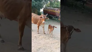 Desi Cow And Cow baby Cute Calf 🐂😍 #animalsvideo #oxbull #animal #cow #cowvideos #gomata #animal