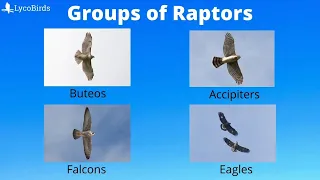 Buteo vs Accipiter vs... : How to Identify the Major Groups of Hawks and Raptors for Hawkwatching