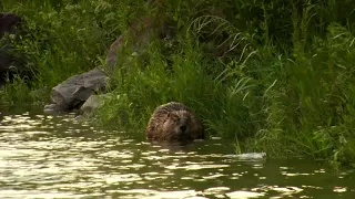A Wilder View: Why beavers build dams