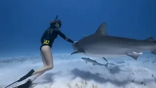 Diver Calmly Redirected A Tiger Shark After He Turned Towards Her