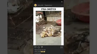 Утка смеётся 😂😂😂