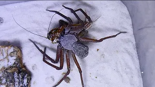 @Dangerouswildarachnids a six eyed sand spider ripped a leg off a cricket during vicious attack!