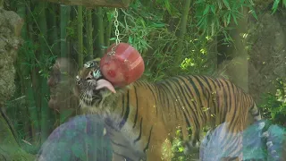 Roma, ghiaccioli agli animali del bioparco contro il caldo