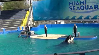 2012-11-10 - Miami Seaquarium Killer Whale Show (Part 1) [1080p]