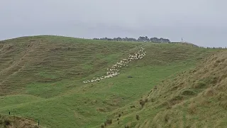 Rounding upthe sheep (with Jack)