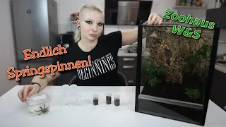 Endlich Springspinnen! - Haul 🕷 | Zoohaus W&S | Liliths Colorful Garden