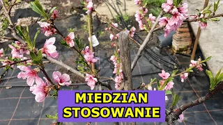 Miedzian Stosowanie - Jak i Kiedy stosować Miedzian? Czy jest skuteczny na drzewa owocowe, warzywa.