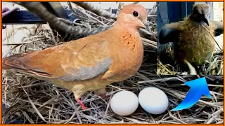 Dove/pigeon hatching egg in nest. Egg hatching video.