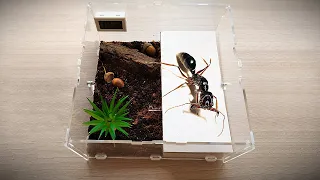 Odontomachus monticola: settling, feeding and caring