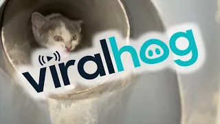 Rescuing a Kitten Stuck in a Pipeline for Two Days || ViralHog