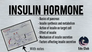 Insulin Hormone | Synthesis, Metabolism, Action, Effect, Mechanism || Endocrine Physiology