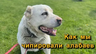 Как проходит чипирование в приюте